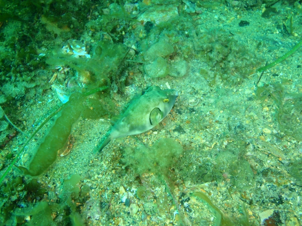 Ánh sáng xuyên thấu làm nổi bật sinh vật biển sâu