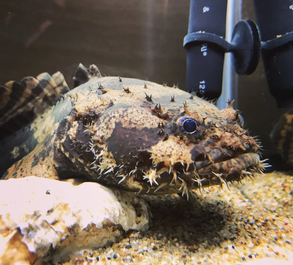 Cận cảnh đôi mắt tinh tường của loài cá cóc biển