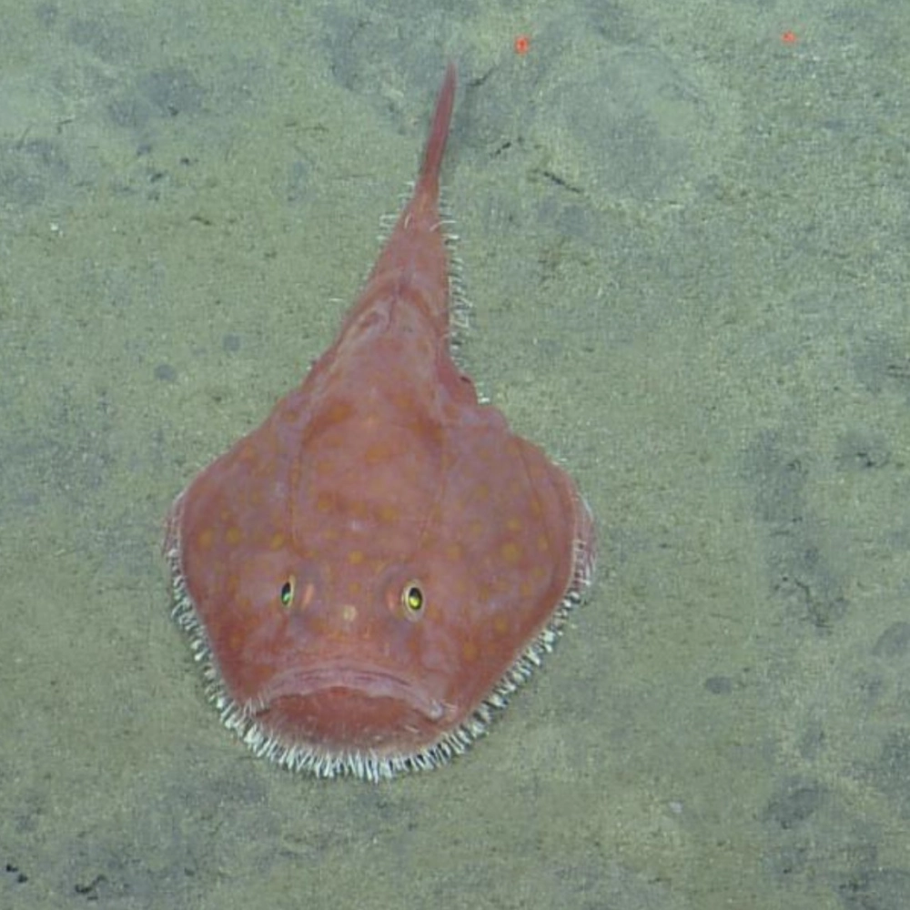 Kỹ thuật ngụy trang đỉnh cao của loài cóc biểnKỹ thuật ngụy trang đỉnh cao của loài cóc biển