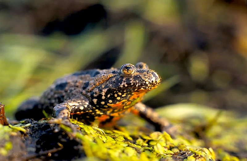 Thế giới cóc tía lưỡng cư đa dạng và sinh động