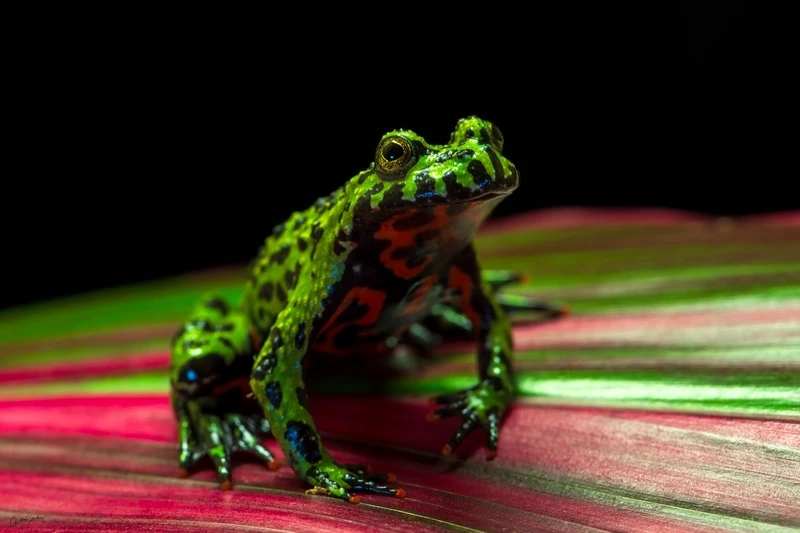 Chăm sóc cóc tía nuôi kiểng sinh động và đáng yêu