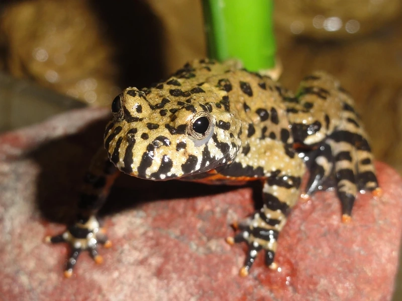 Ngắm cóc tía trưởng thành khỏe mạnh và sinh động