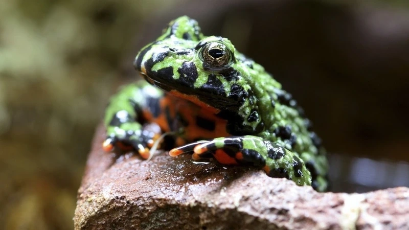 Khám phá cóc tía sống cạn hiền và dễ nuôi