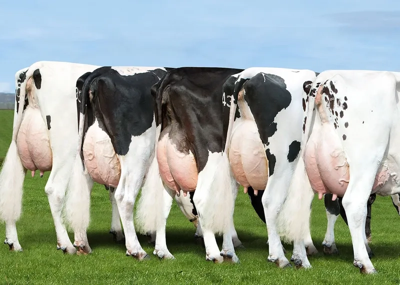 Giống bò sữa Jersey cho sữa béo