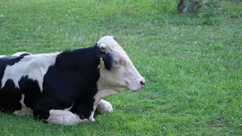 Tìm hiểu tuổi thọ bò sữa tự nhiên