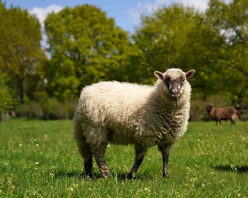 Bộ sưu tập hình ảnh con cừu đẹp mắt