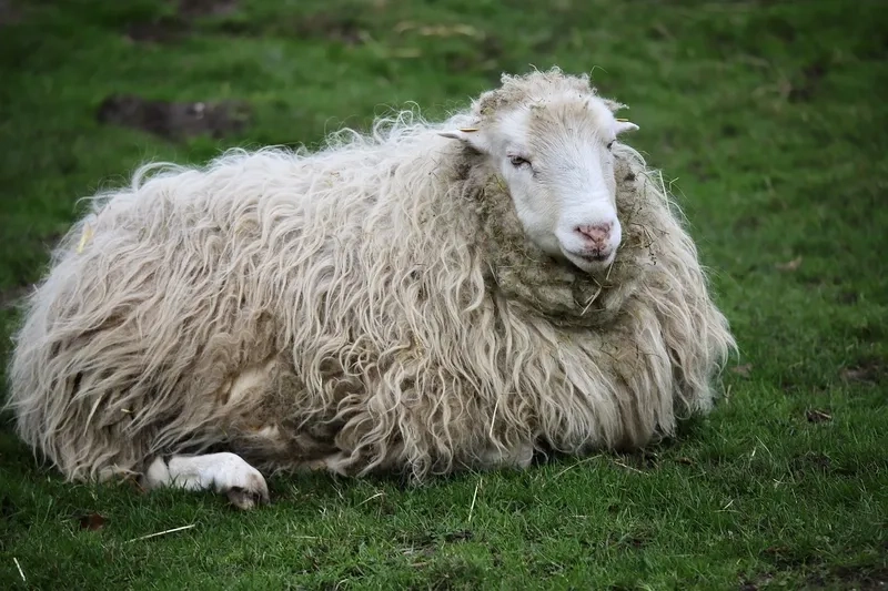 Thiết kế mẫu chuồng nuôi cừu sạch