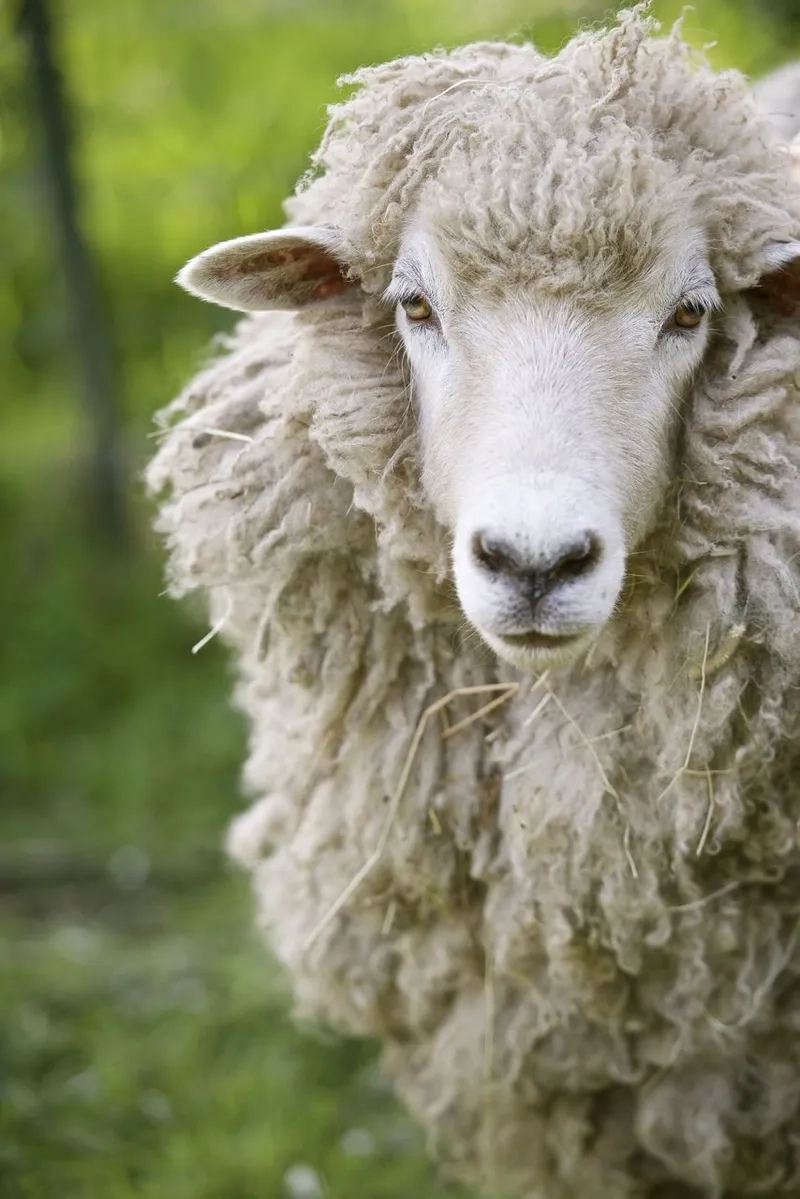 Hướng dẫn cách lấy lông cừu nhanh