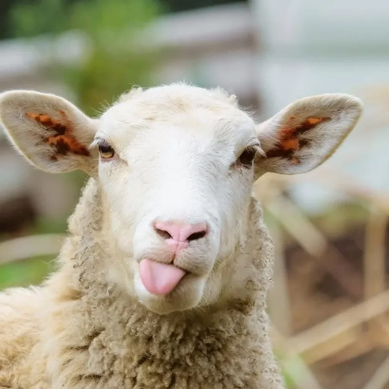 Xu hướng nuôi cừu làm cảnh mới lạ