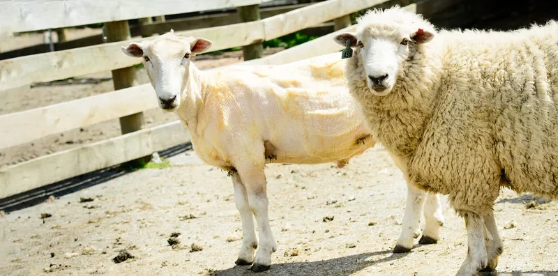 Thực tế việc nuôi cừu ở Việt Nam