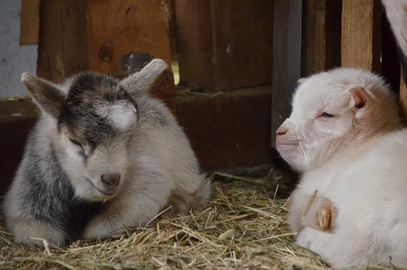 Hỏi đáp dê con uống sữa gì tốt