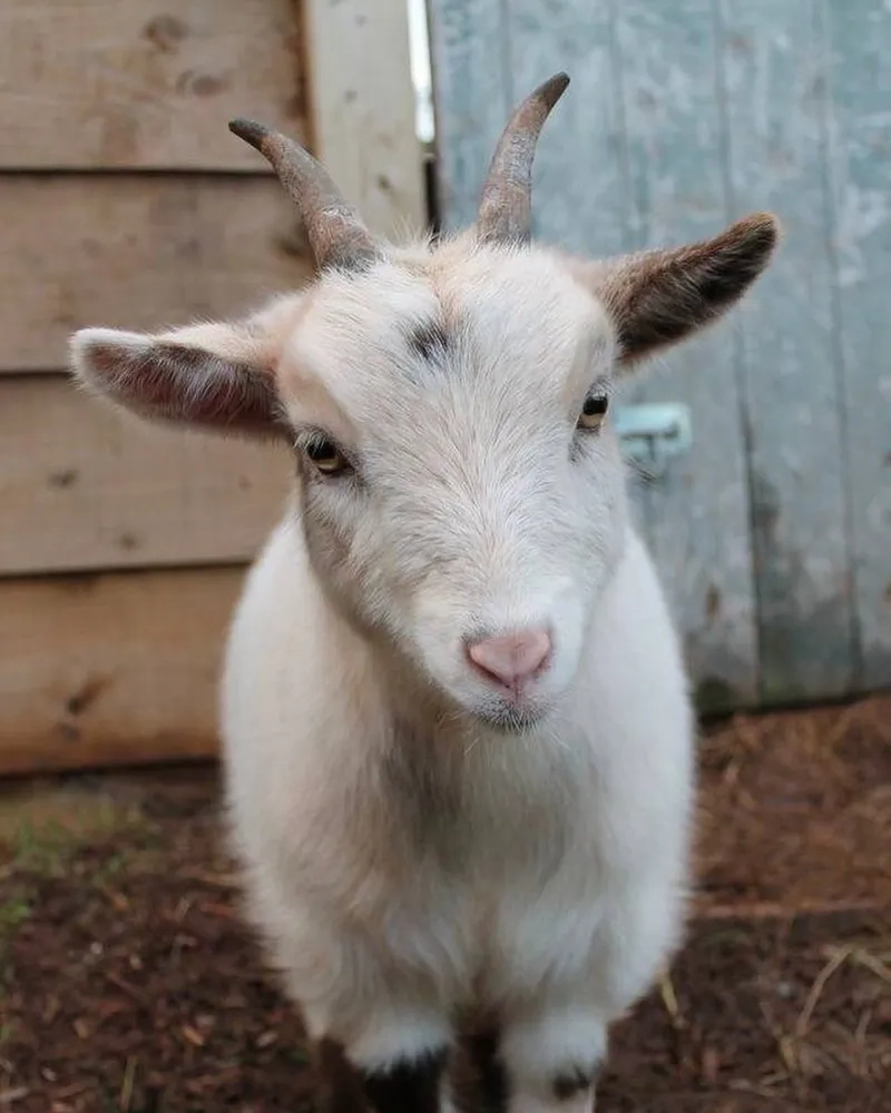 Cách chăm sóc dê con mùa lạnh