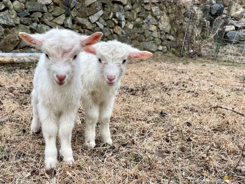 Điều trị dê con bị tiêu chảy nhanh