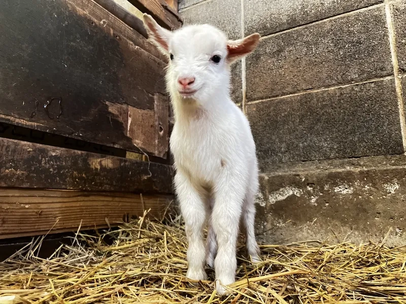 Giống dê con Bách Thảo thuần