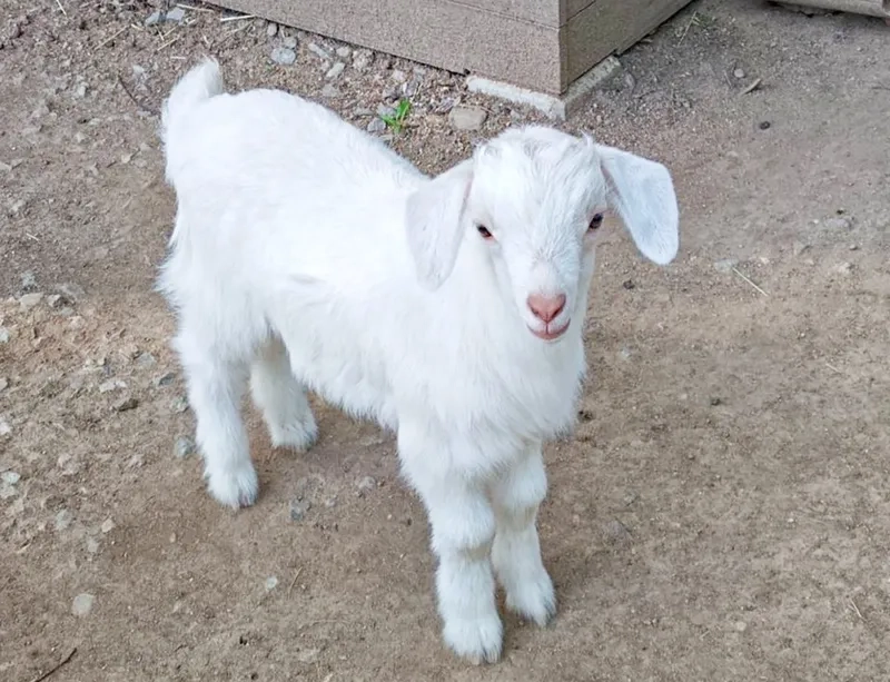 Đặc điểm dòng dê con Boer lai