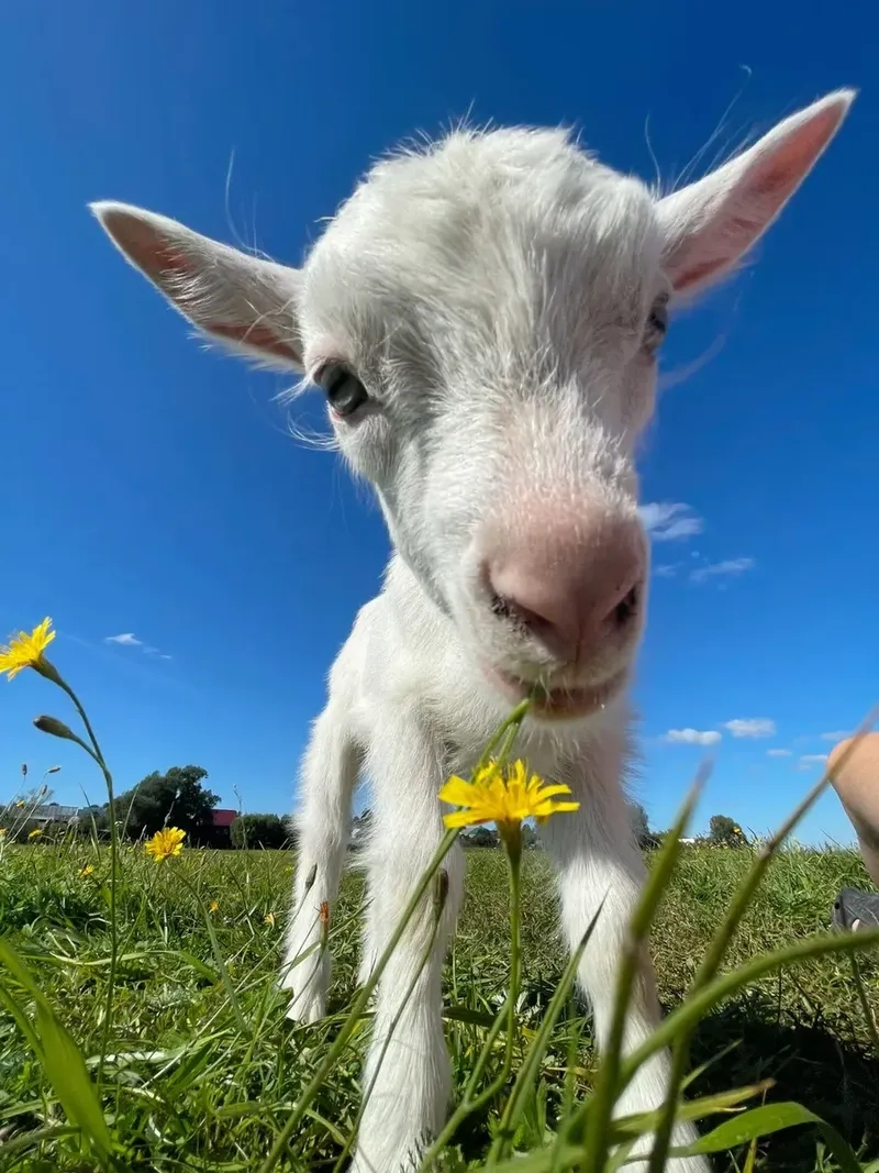 Thời điểm cai sữa cho dê con