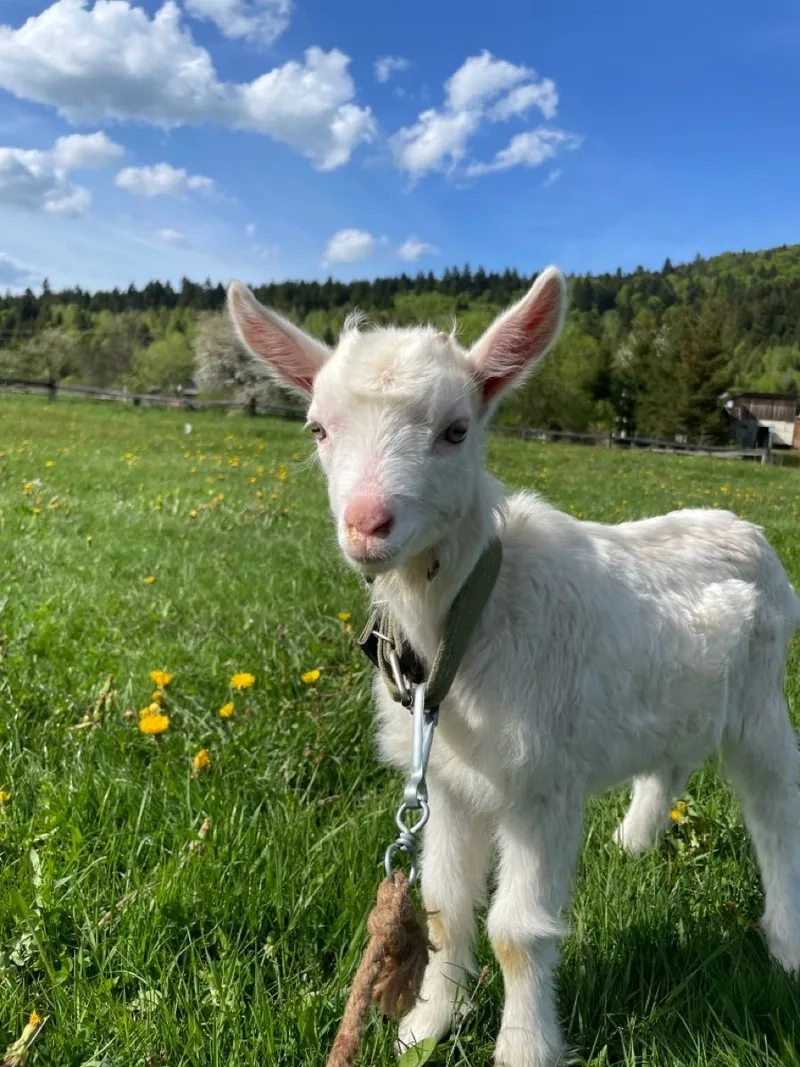 Tìm hiểu xem dê con ăn gì sạch