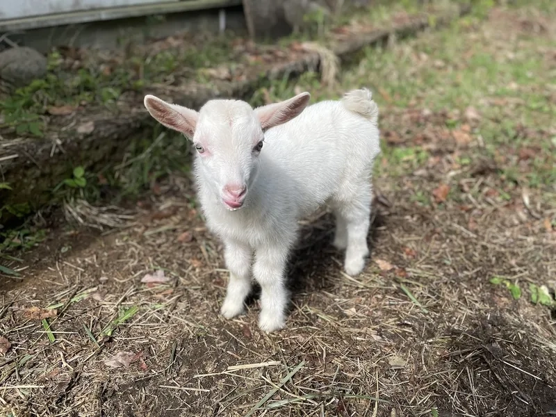 Vẻ đẹp chú dê con lông trắng