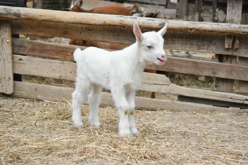 Theo dõi tốc độ lớn của dê con