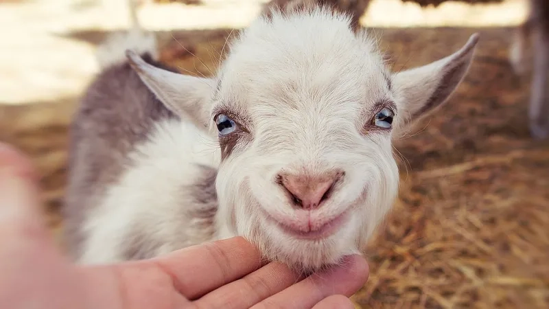 Hình ảnh các bé dê con mới đẻ