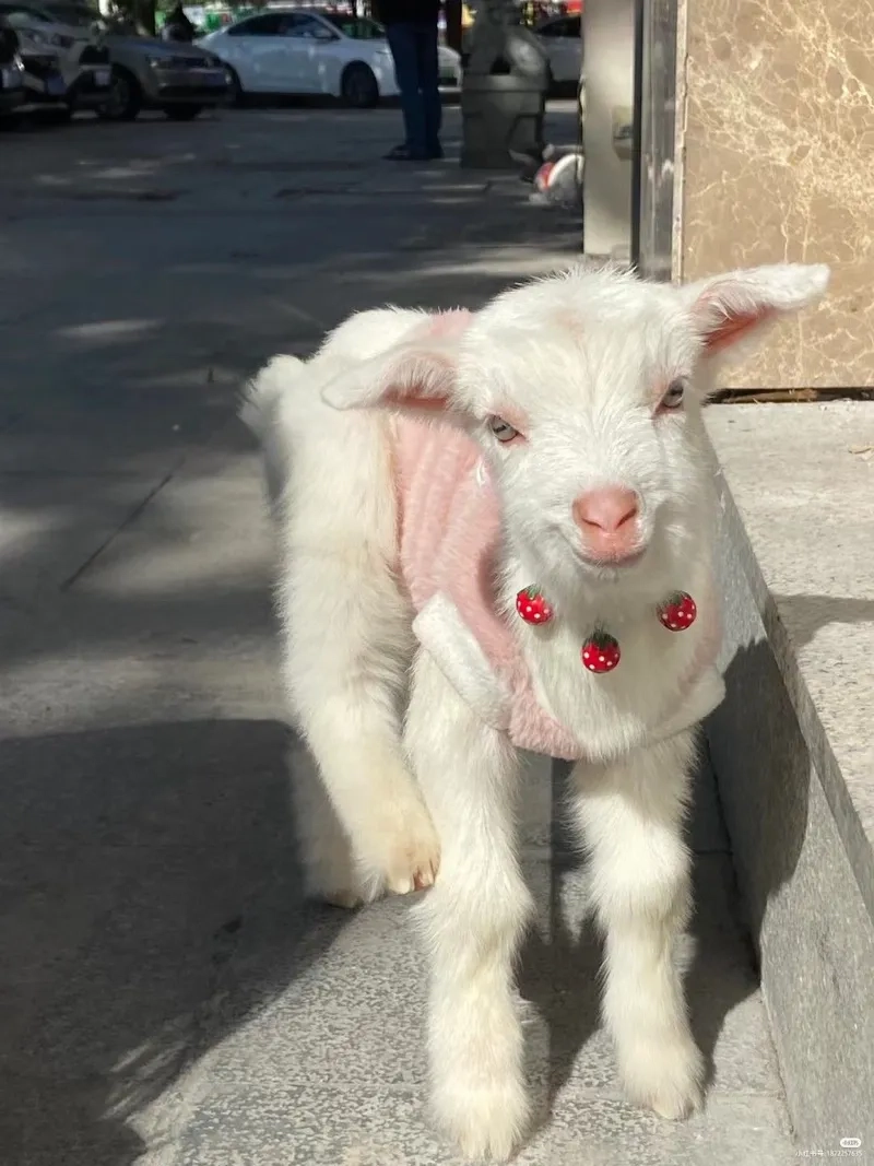 Mẹo thức ăn cho dê con mất mẹ