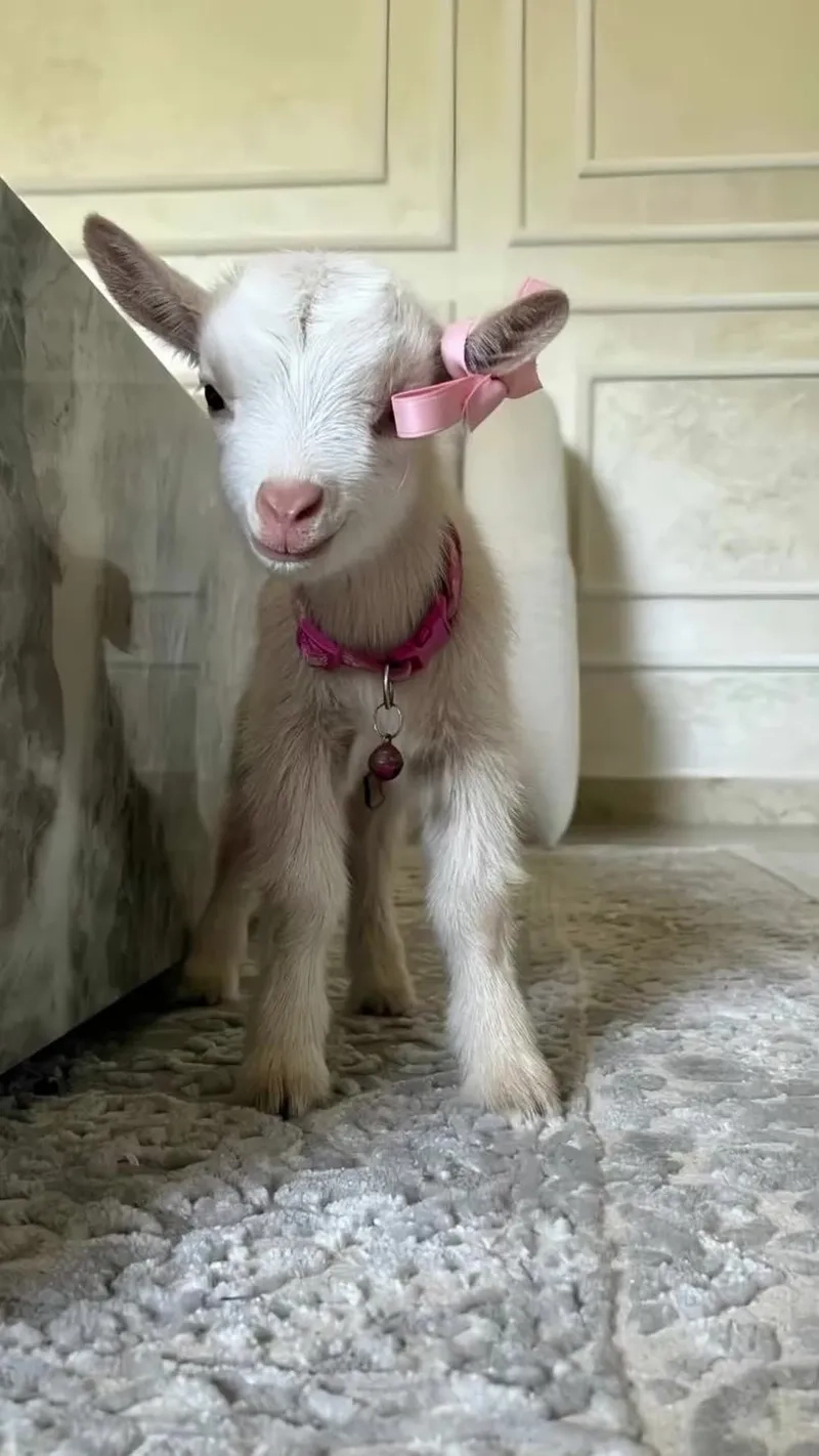 Cập nhật giá dê con giống mới