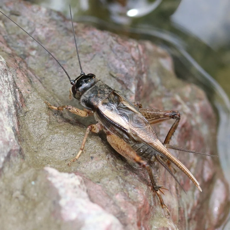 Khám phá vẻ đẹp của con dế mèn trong tự nhiên