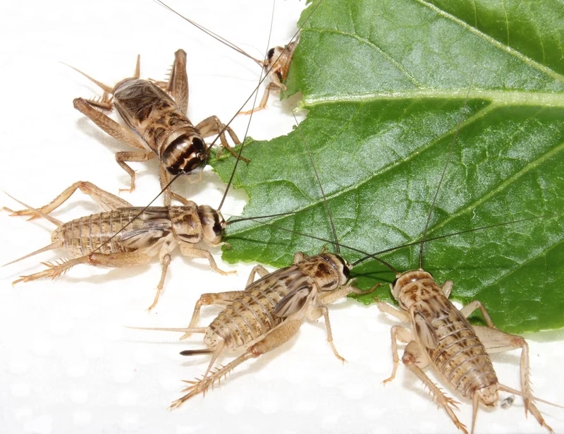 Vai trò quan trọng trong tự nhiên là con dế mèn hệ sinh thái