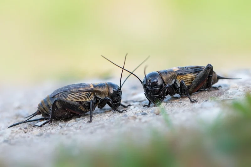 Chi tiết sắc nét đến từng điểm là con dế mèn sắc nét