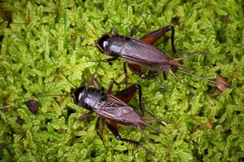 Từng chi tiết tinh xảo là con dế mèn chi tiết