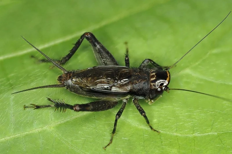 Khám phá vai trò sinh thái của con dế mèn sinh thái