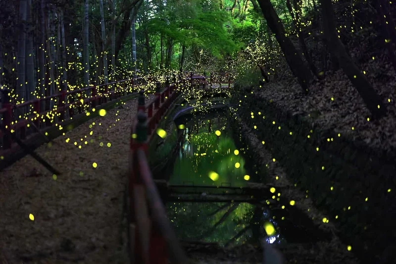 Lưu lại hình ảnh con đom đóm phát sáng rực rỡ