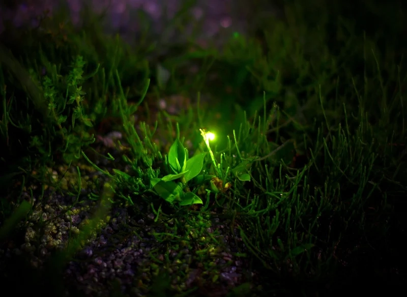 Ngắm con đom đóm phát sáng tự nhiên kỳ diệu trên cỏ