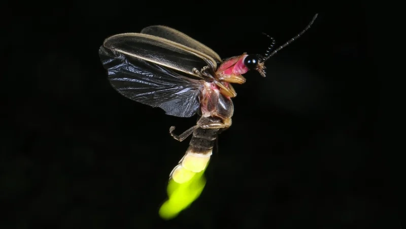 Sáng tạo nghệ thuật với con đom đóm phát sáng nghệ thuật