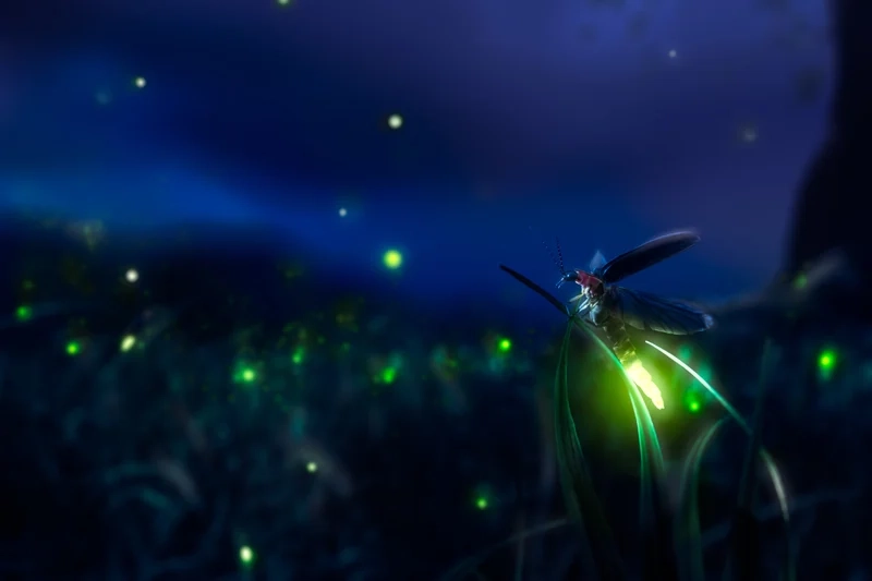 Thưởng thức con đom đóm phát sáng độ nét cao rõ ràng