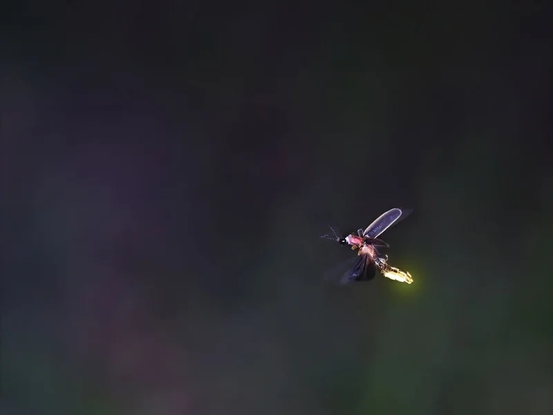 Khám phá con đom đóm phát sáng môi trường sống phong phú