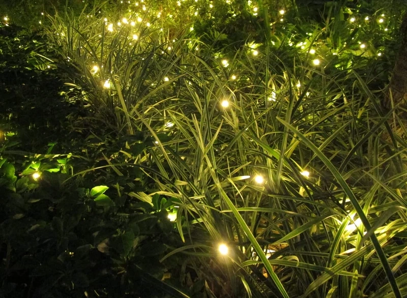 Ngắm con đom đóm phát sáng tự nhiên hoang dã tự do bay lượn