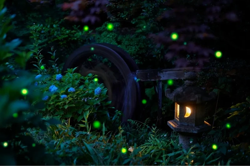 Chiêm ngưỡng con đom đóm phát sáng ánh sáng sinh học kỳ diệu