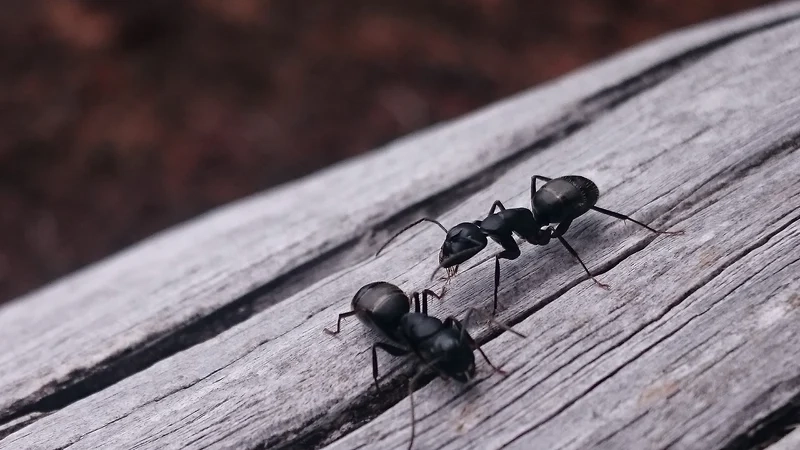 Hoang dã và mạnh mẽ là con kiến hoang dã