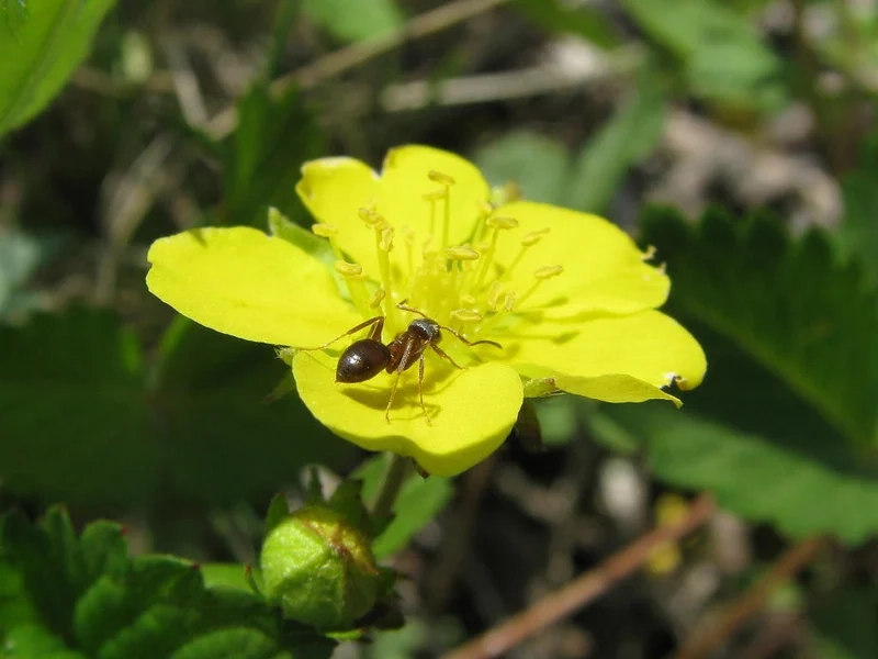 Chiêm ngưỡng con kiến việt nam đa dạng