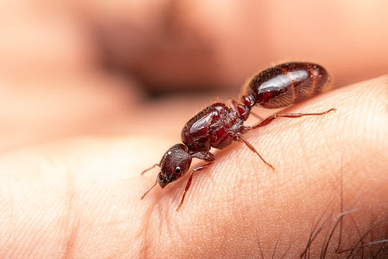 Khám phá con kiến Việt Nam tuyệt đẹp