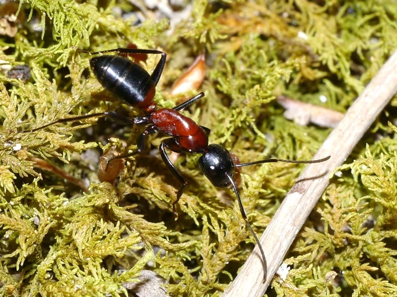 Đặc điểm nổi bật tạo nên thế giới con kiến