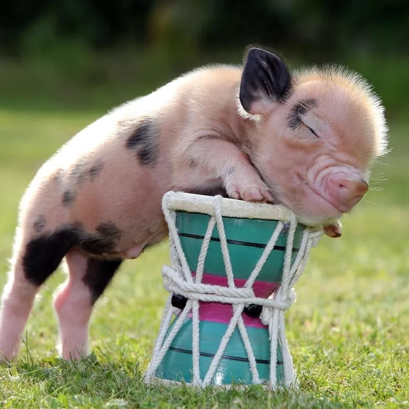 Mẫu vẽ lợn con hoạt hình ngộ nghĩnh