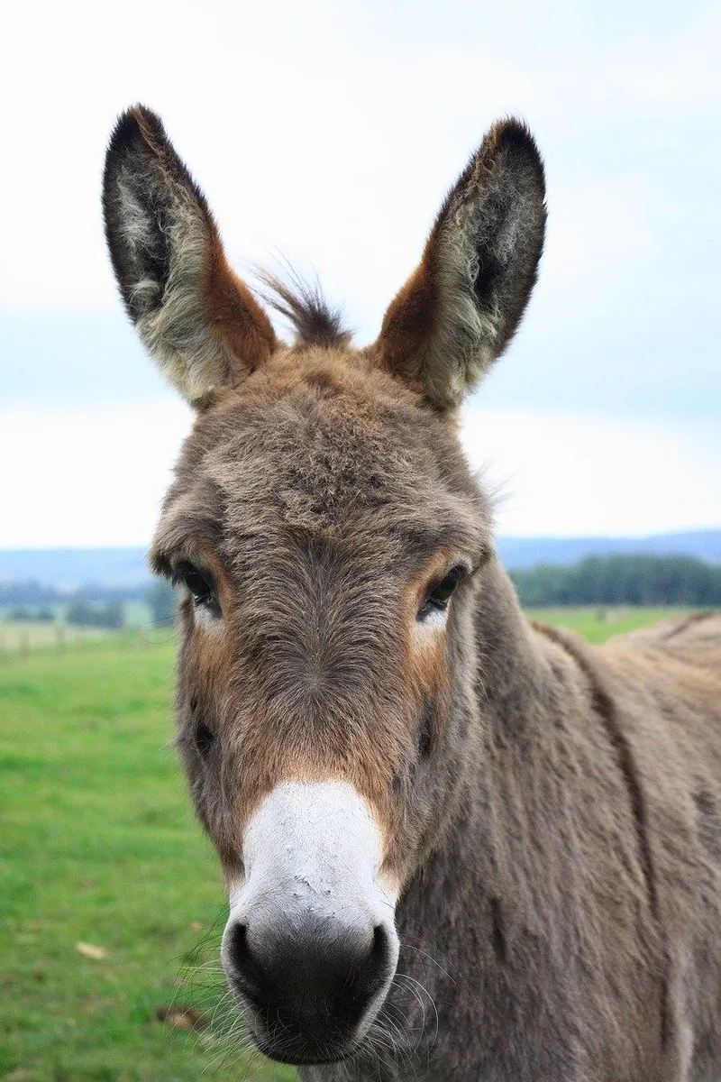Những mẫu giống lừa phổ biến
