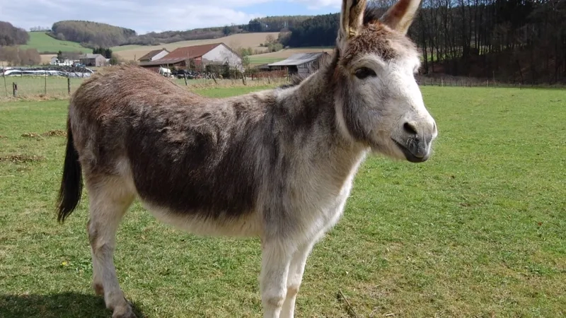 Xu hướng nuôi lừa mini làm cảnh