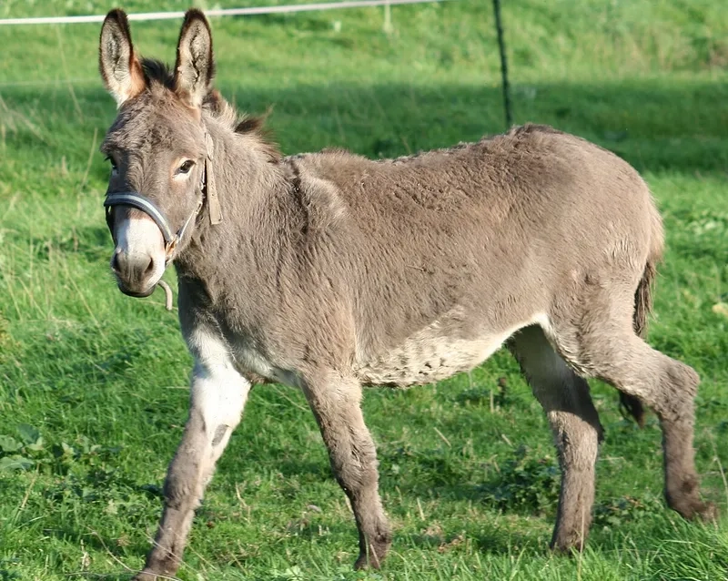 Hình ảnh các đàn lừa hoang dã tự do