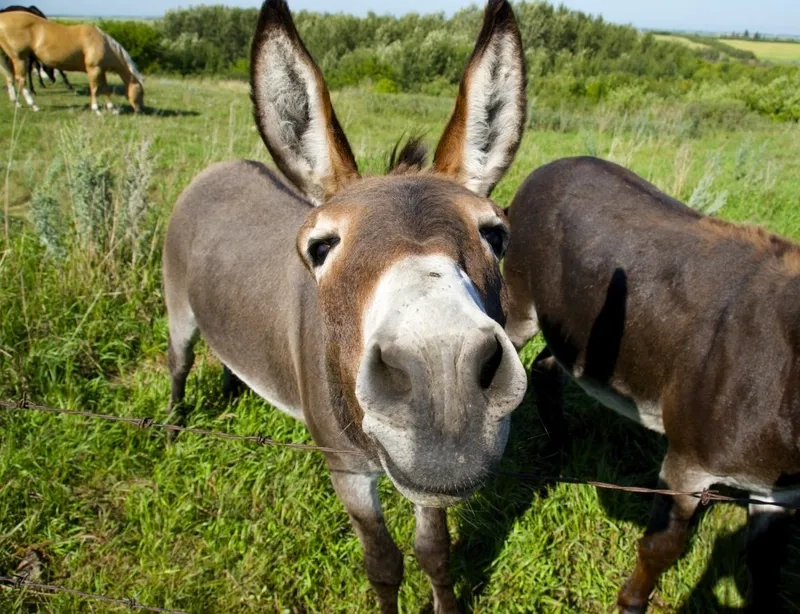 Mẹo hay phân biệt lừa và la chính xác