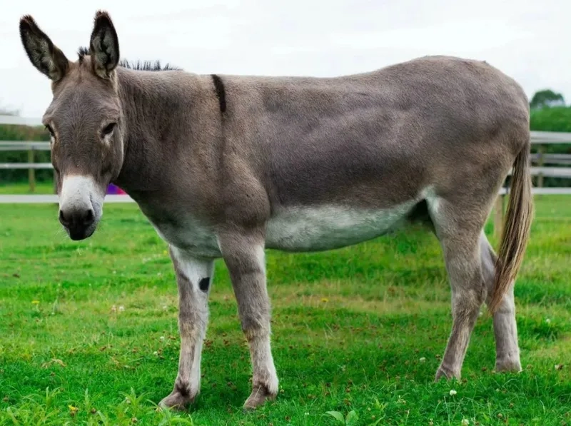 Ngắm nhìn con lừa chở hàng trên núi