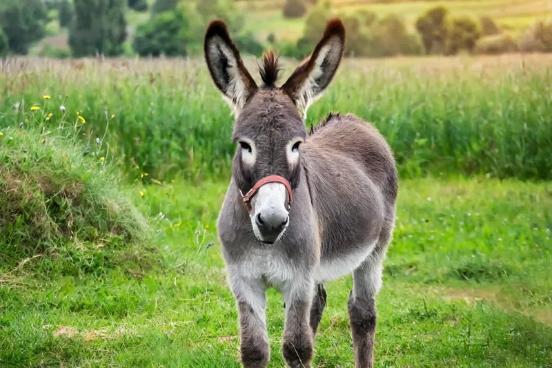 Khám phá các đặc điểm con lừa