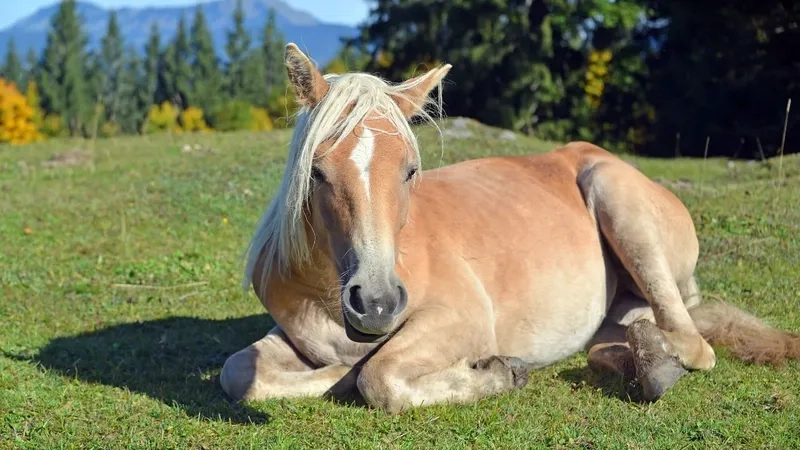 Thú vui nuôi ngựa làm cảnh sang